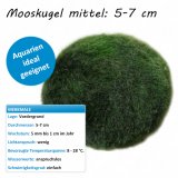 Mooskugel mittel: 4-6 cm